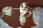 Australian Shepherd Puppy