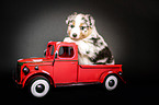 Australian Shepherd Puppy