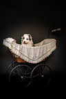 Australian Shepherd Puppy