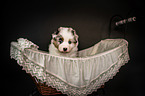 Australian Shepherd Puppy
