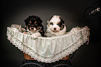 Australian Shepherd Puppies