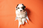 Australian Shepherd Puppy