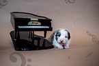 Australian Shepherd Puppy