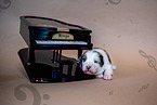 Australian Shepherd Puppy