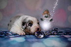 Australian Shepherd Puppy