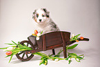 Australian Shepherd Puppy