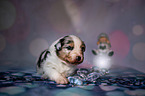 Australian Shepherd Puppy