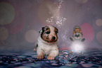 Australian Shepherd Puppy