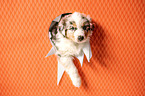 Australian Shepherd Puppy
