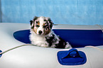 Australian Shepherd Puppy