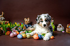 Australian Shepherd Puppy