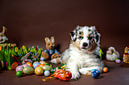 Australian Shepherd Puppy