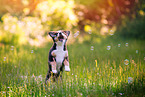 playing Australian Shepherd Puppy