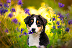 Australian Shepherd Puppy portrait