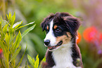 Australian Shepherd Puppy portrait