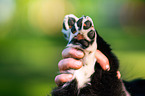 human with Australian Shepherd Puppy
