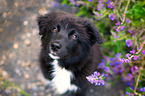 Australian Shepherd Puppy
