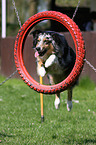 jumping Australian Shepherd