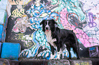 standing Australian Shepherd