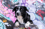 lying Australian Shepherd