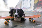 Australian Shepherd at Skateboard