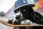 Australian Shepherd at Skateboard