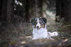 lying Australian Shepherd