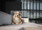 lying Australian Shepherd