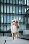 Australian Shepherd