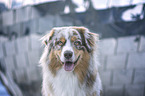 Australian Shepherd Portrait