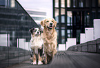 2 dogs