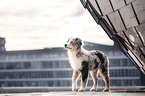 young Australian Shepherd