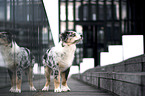 young Australian Shepherd