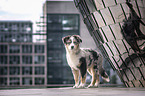 young Australian Shepherd