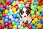 Australian Sherpherd Puppy