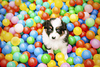 Australian Sherpherd Puppy