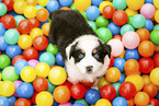Australian Sherpherd Puppy