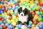 Australian Sherpherd Puppy