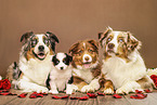 4 Australian Shepherd
