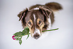 Australian Shepherd with rose in the mouth
