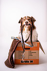 Australian Shepherd sits in moving box