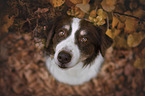 Australian Shepherd Portrait