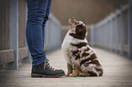 Australian Shepherd Puppy