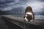 Australian Shepherd