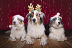 3 Australian Shepherd