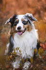 lying Australian Shepherd