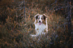 sitting Australian Shepherd