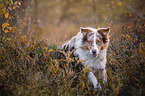 jumping Australian Shepherd