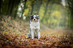 young Australian Shepherd
