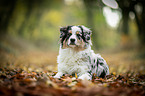 young Australian Shepherd